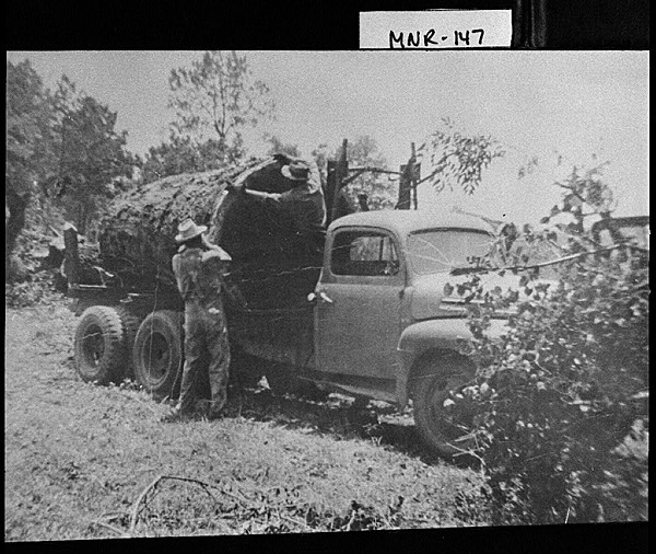 Monroe County Logging