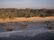 Lower Coastal Plain