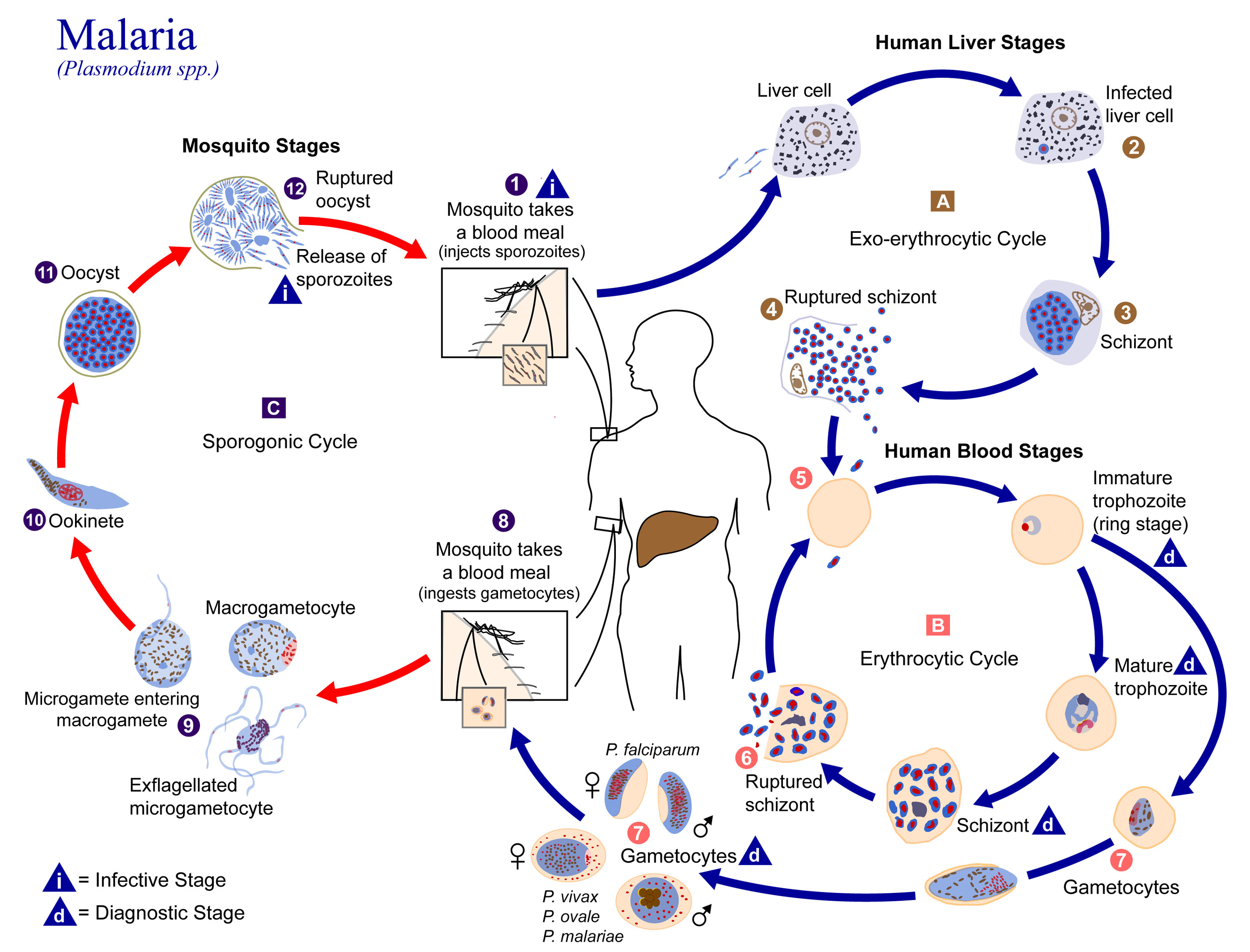 malaria mosquito life cycle