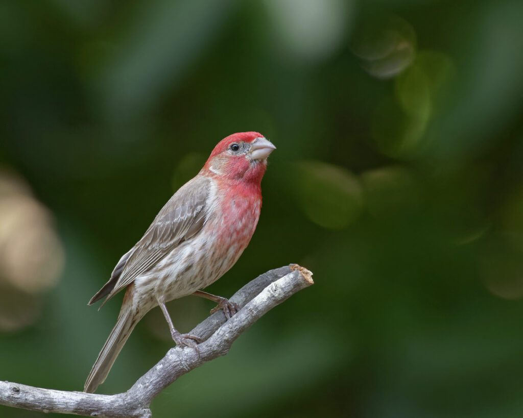 Male House Finch