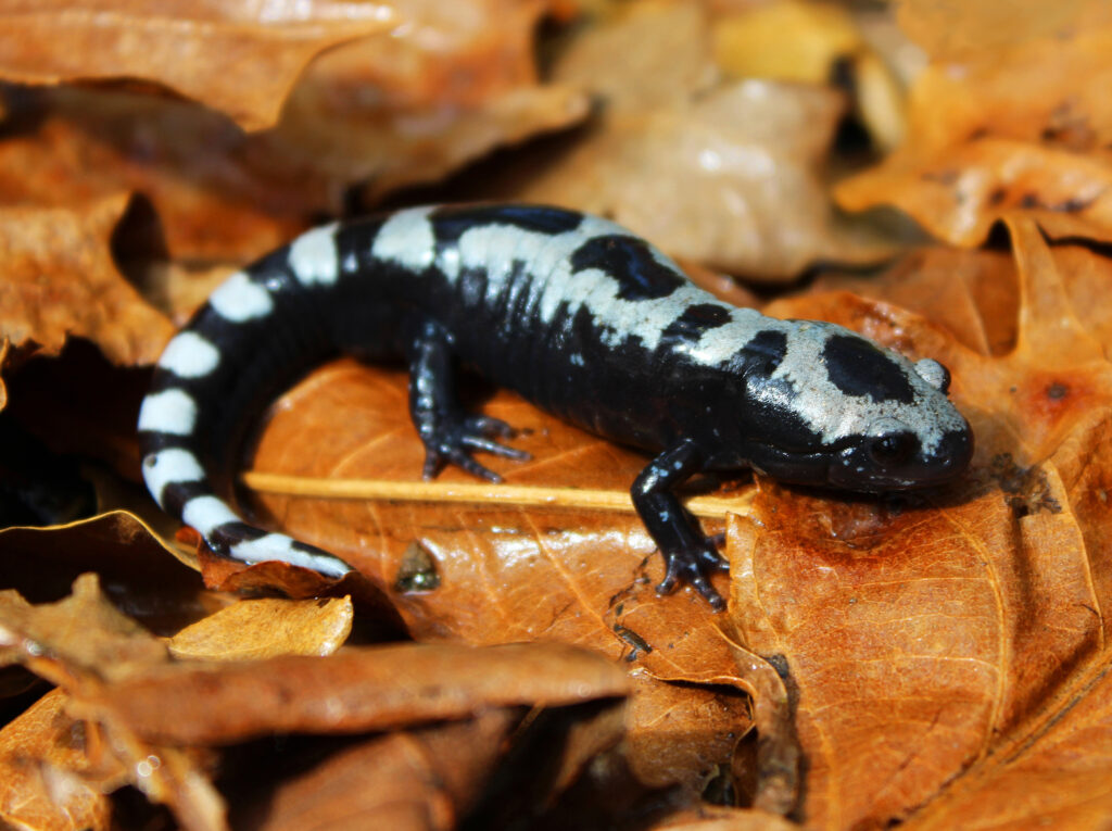 Marbled Salamander