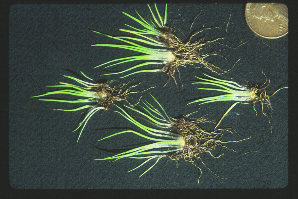 Mat-forming Quillwort