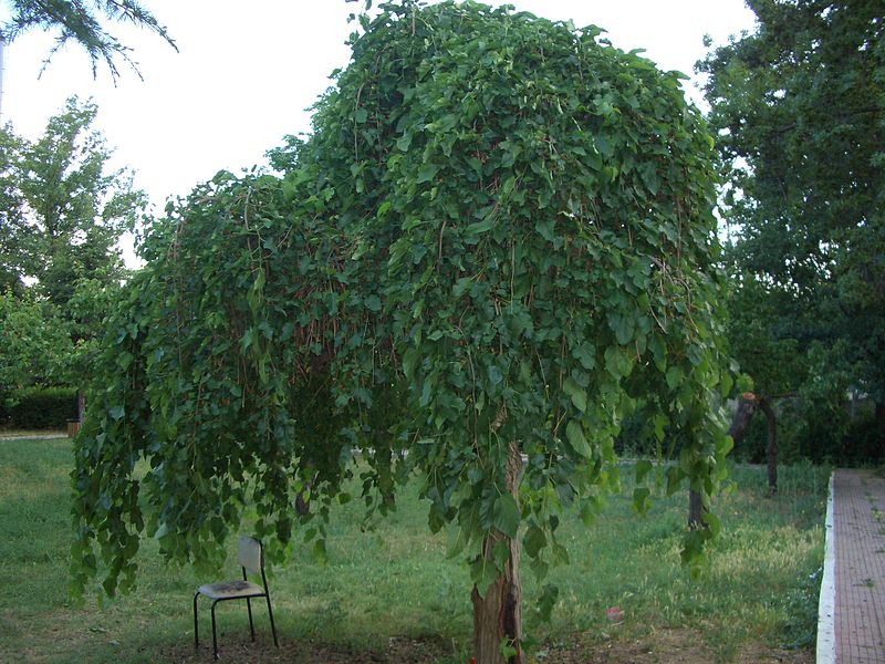 Mulberry Tree