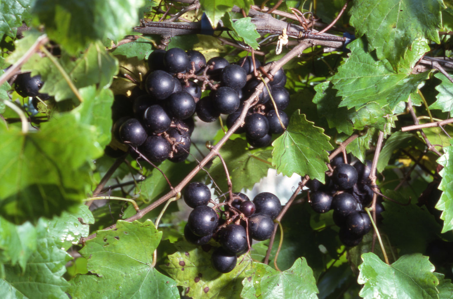 Muscadine Grapes