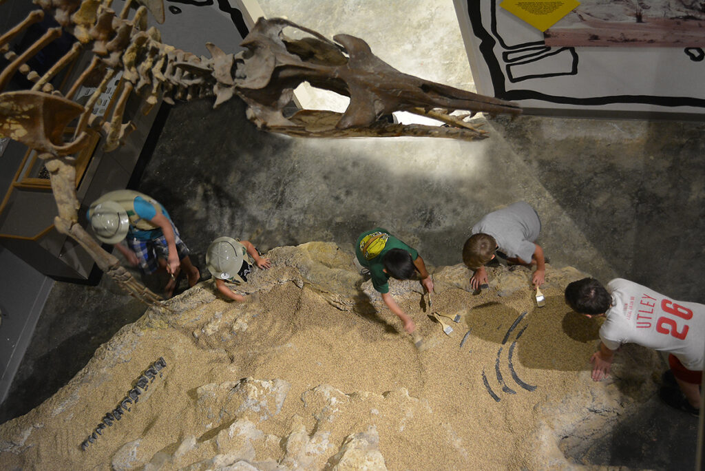 Museum of Arts and Sciences