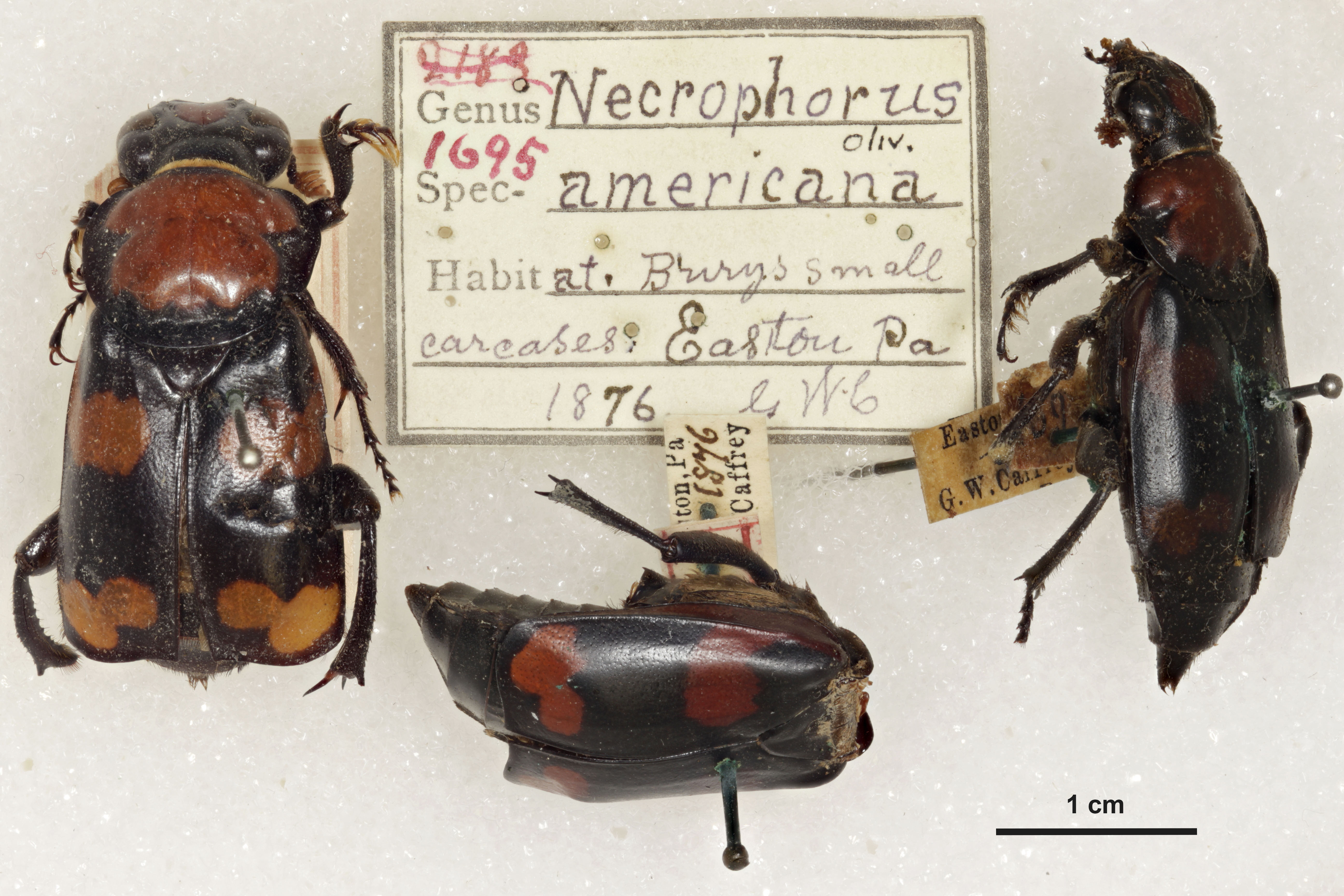 American Burying Beetle