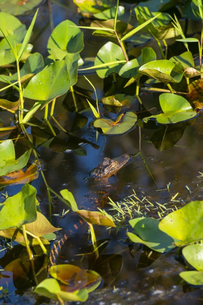 Okefenokee Swamp