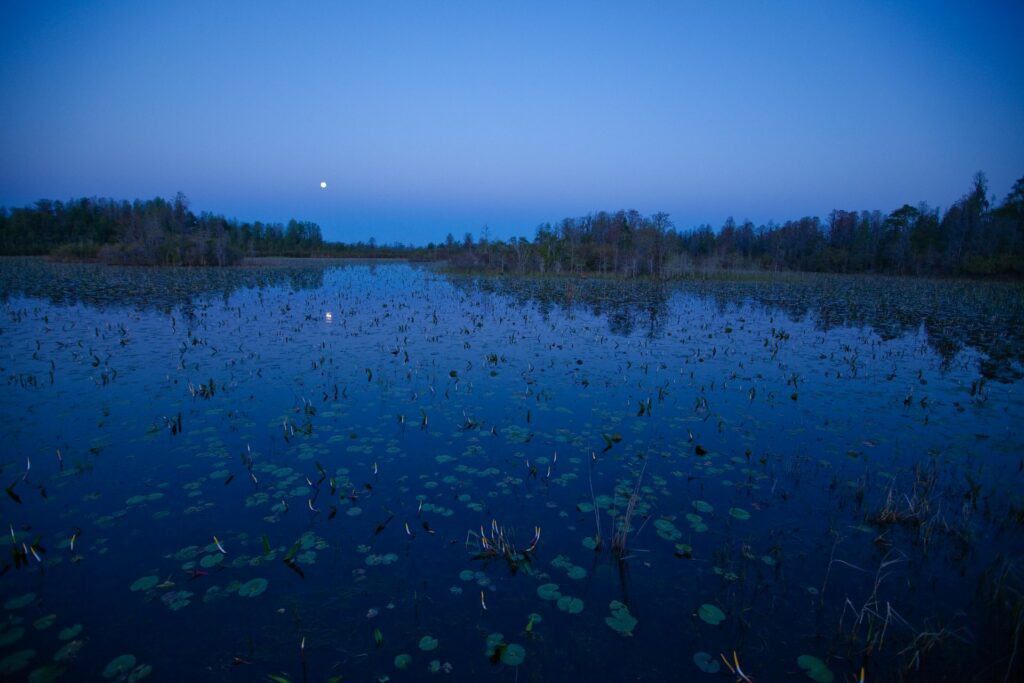 Okefenokee Swamp