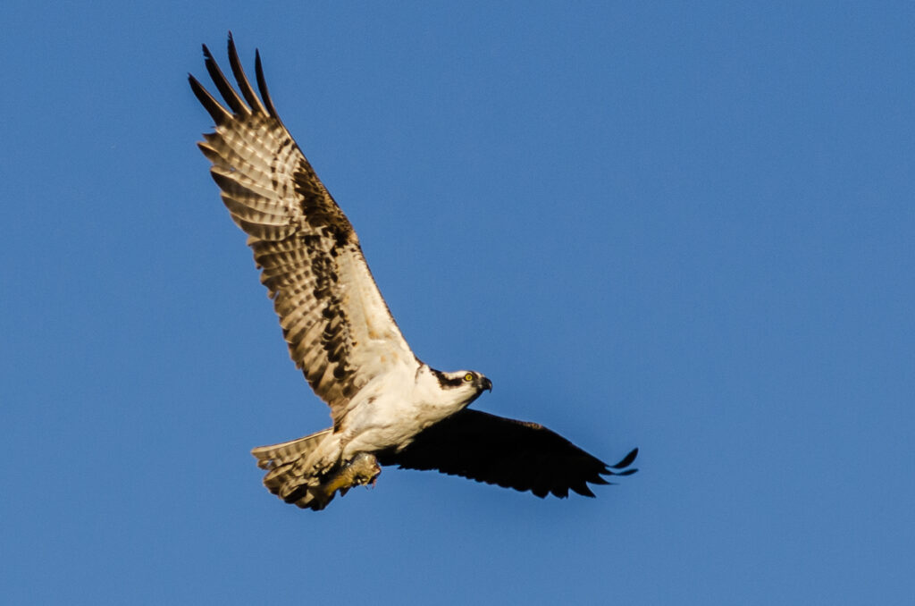 Osprey