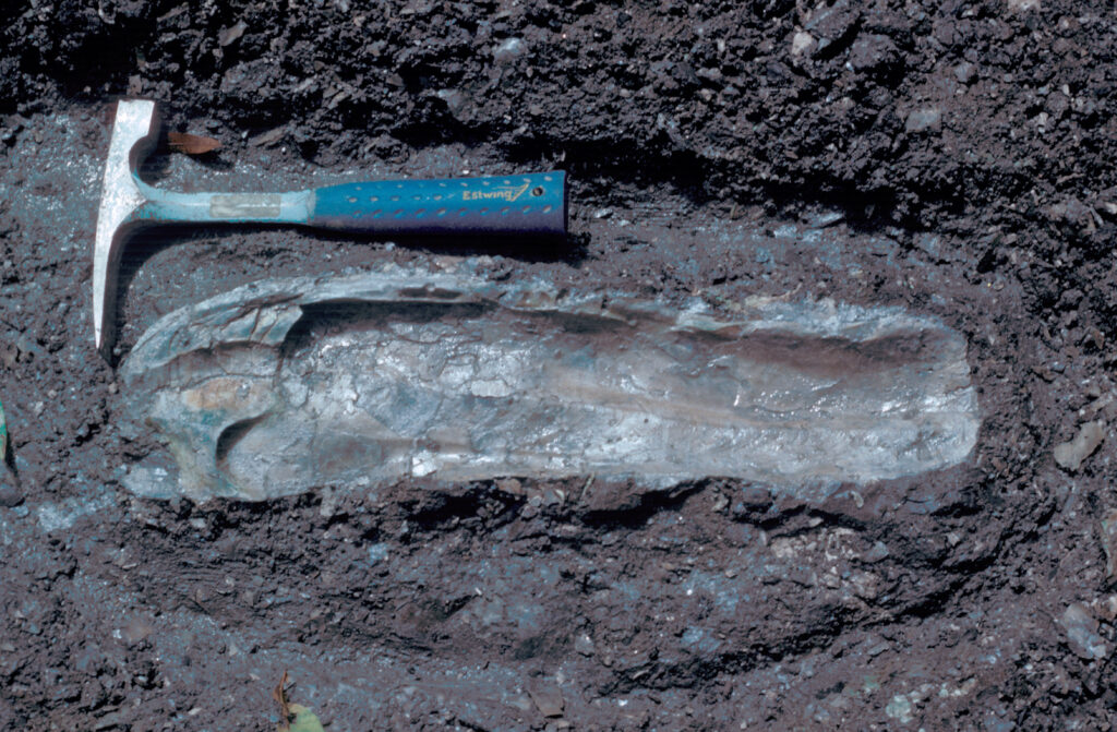 Late Cretaceous Oyster