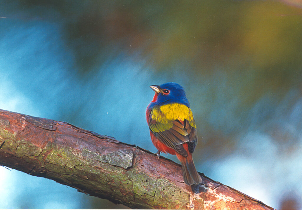Painted Bunting