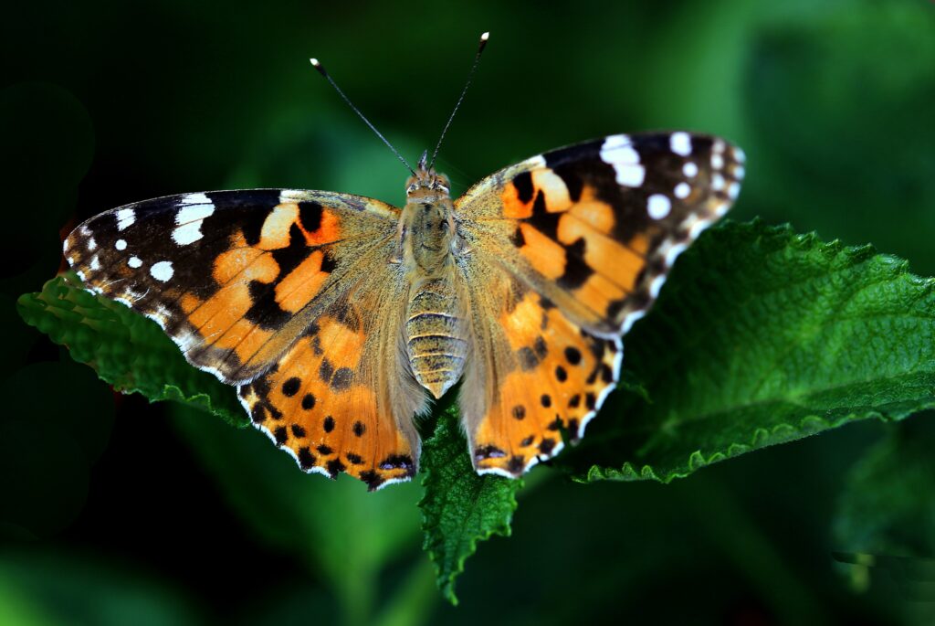 Painted Lady