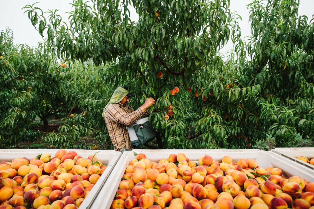 Peaches Agricultural Marketing Resource Center