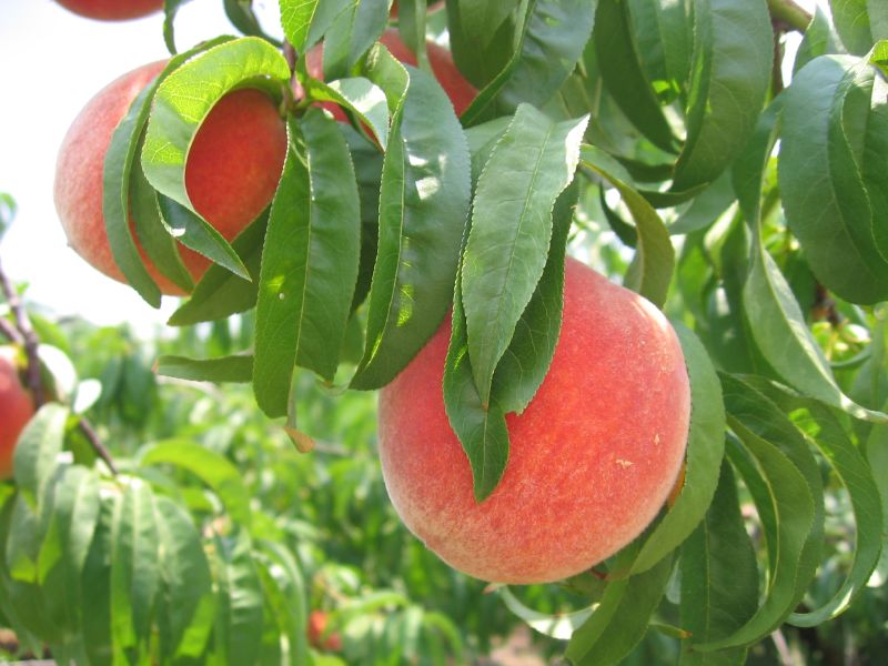 Georgia Peaches