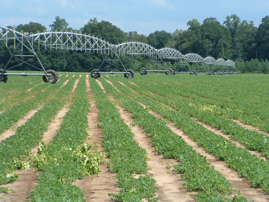 Peanut Field