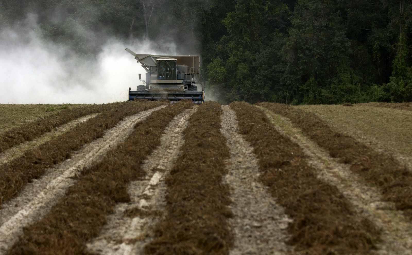 Peanut Harvest