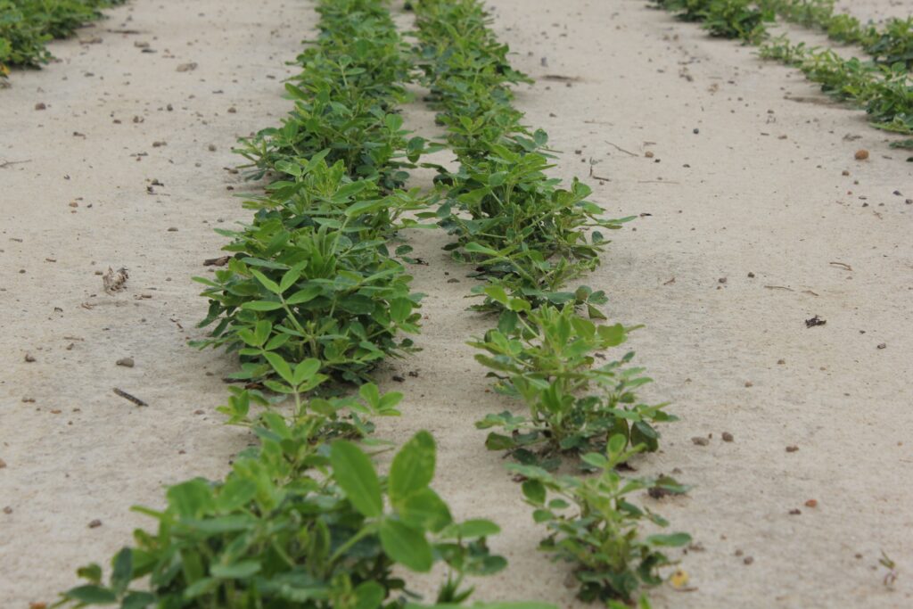 Peanuts and Sandy Soil