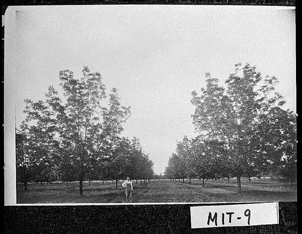 Pecan Grove