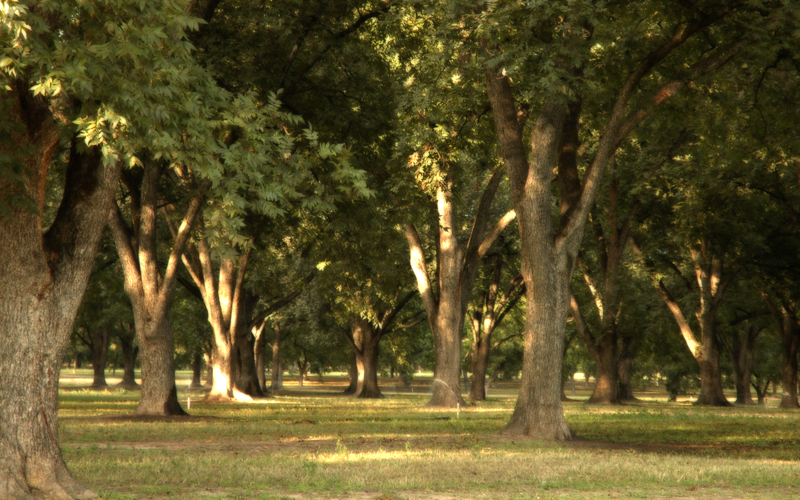 Pecan Grove