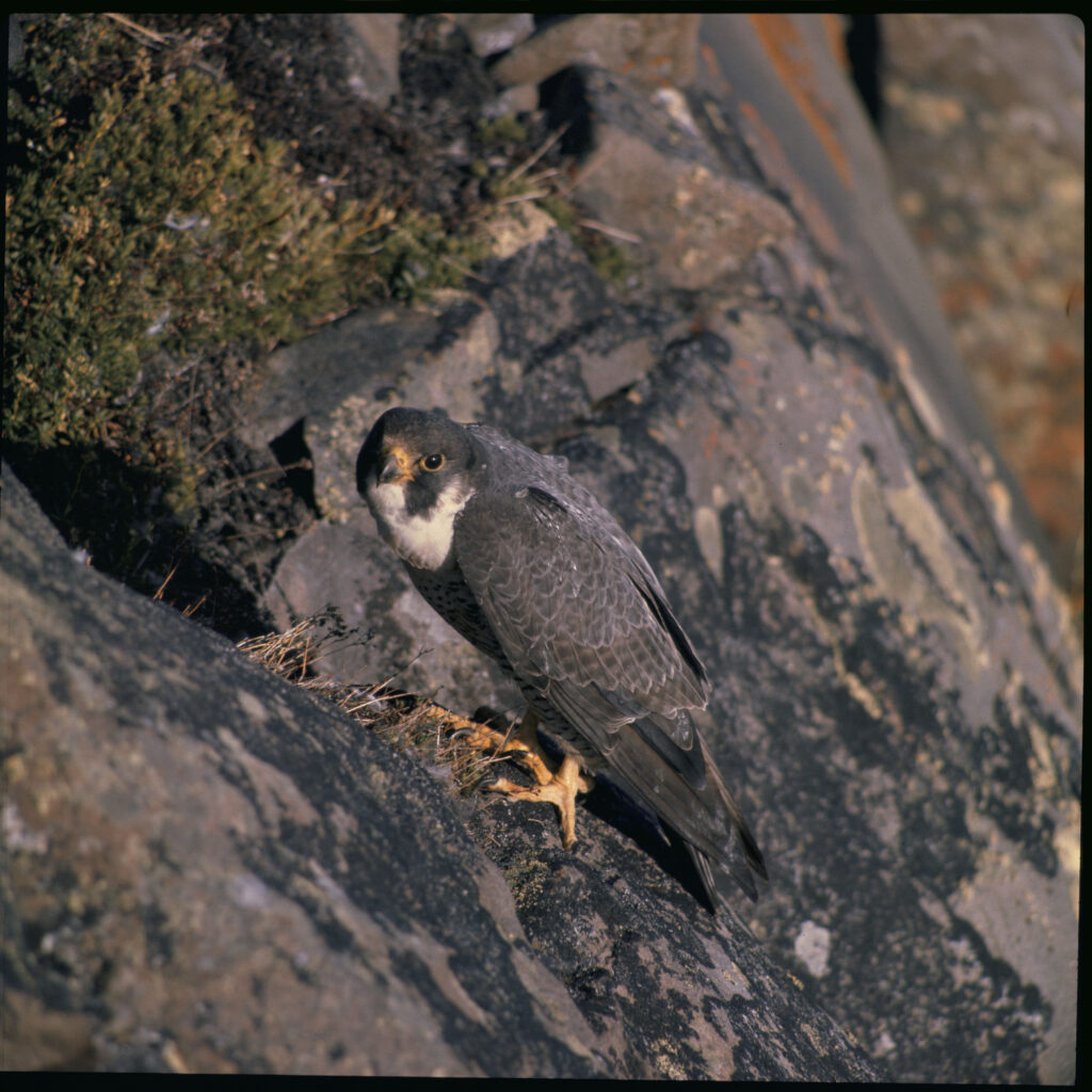 Peregrine Falcon