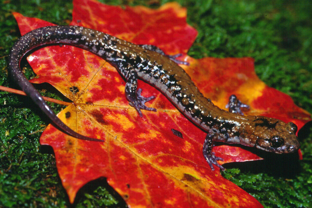 Pigeon Mountain Salamander