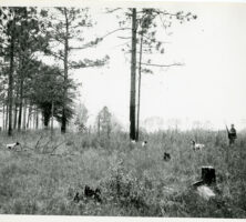 Quail Hunting