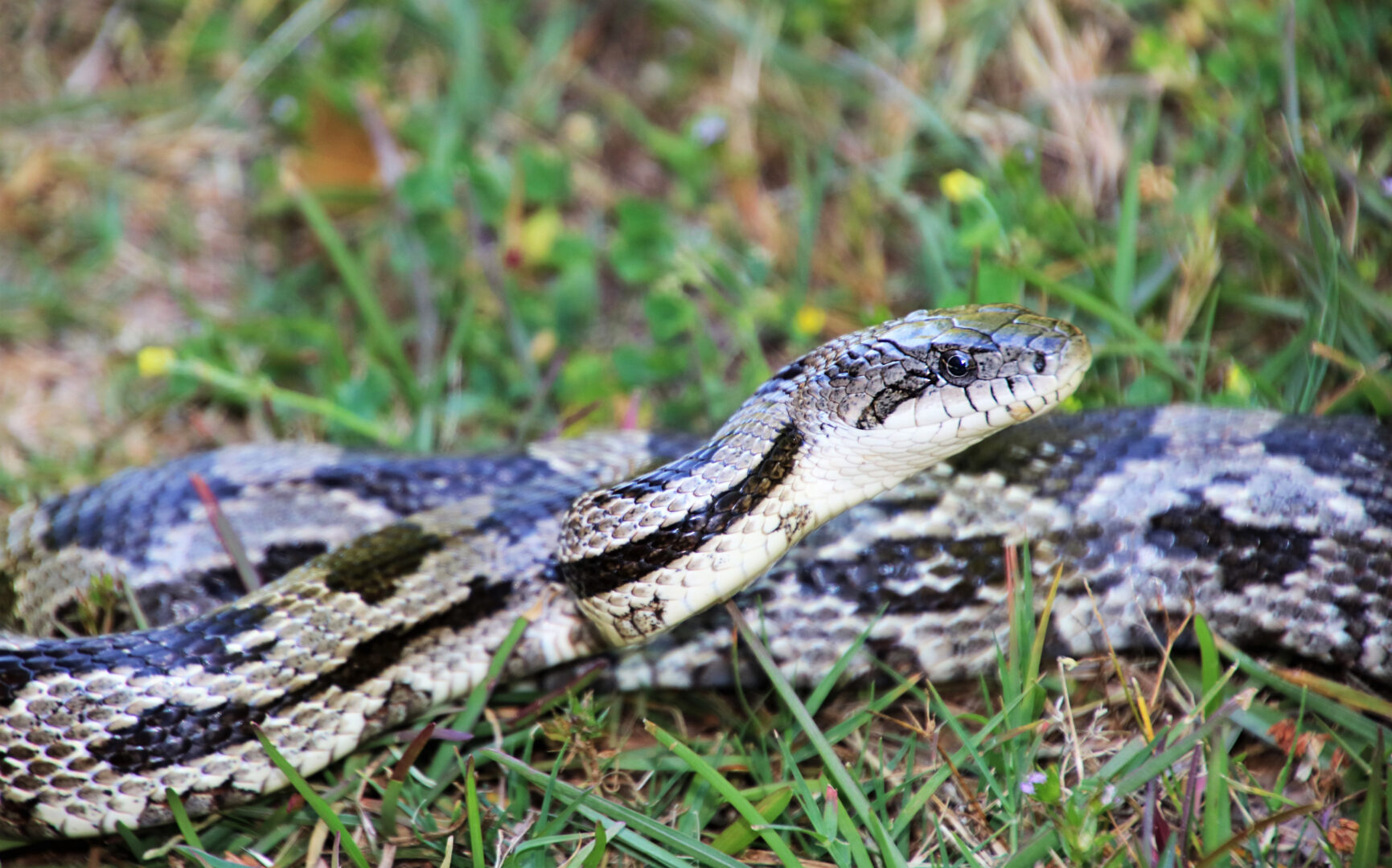 Rat Snake - New Georgia Encyclopedia