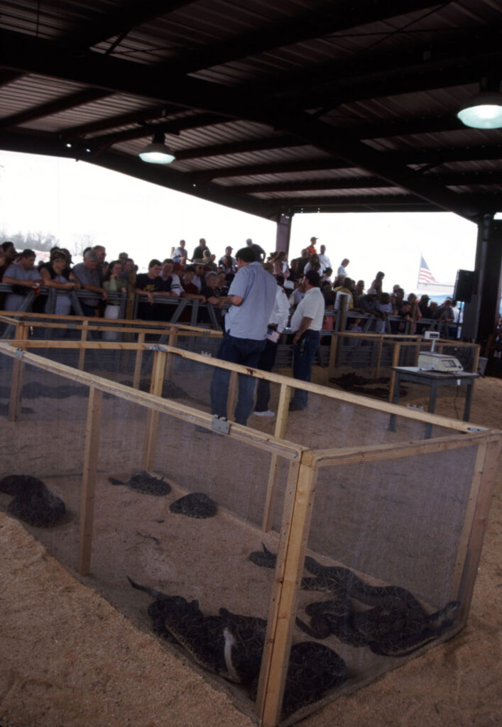 Rattlesnake Roundup