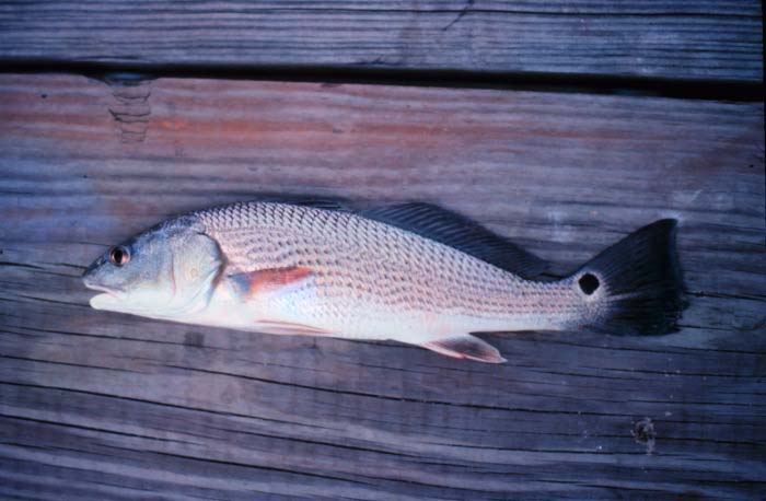 Red Drum