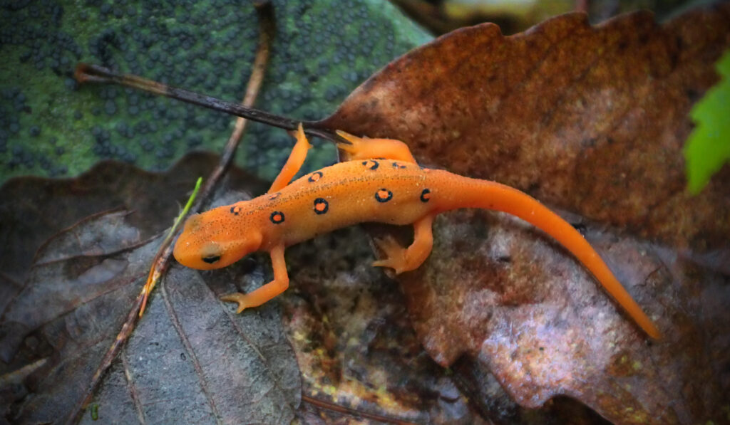 Red-Spotted Newts - New Georgia Encyclopedia