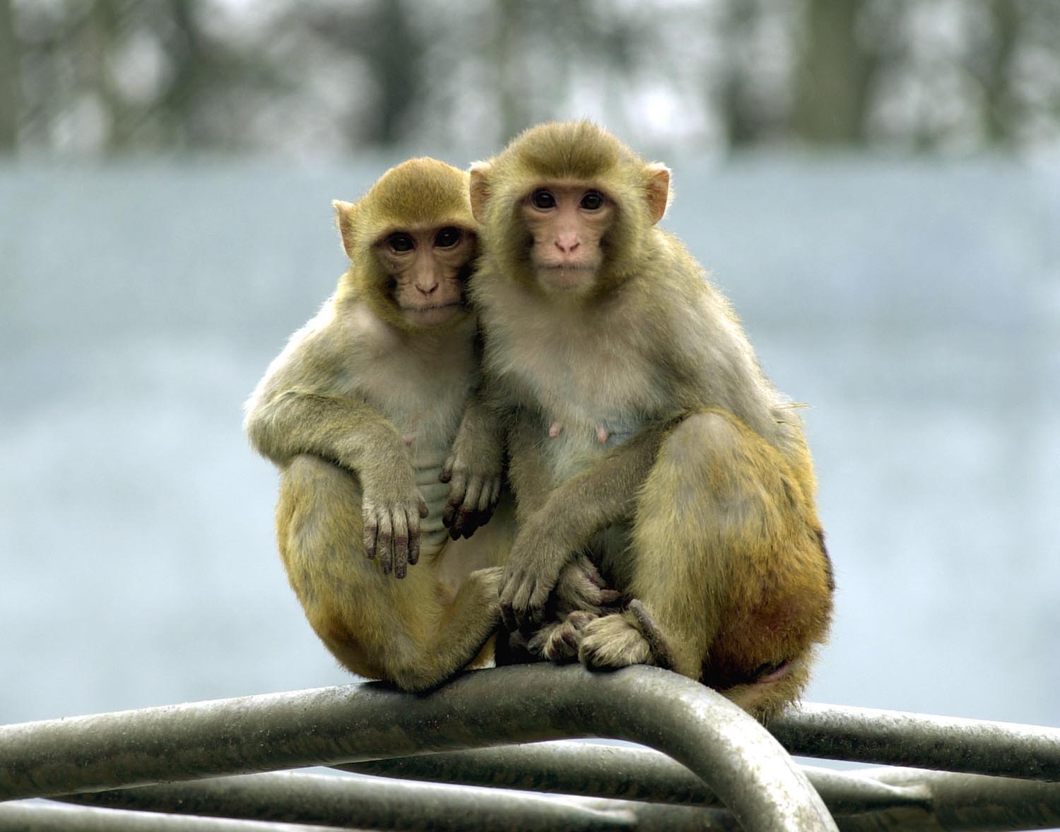 Cruel Experiments on Monkeys Should Stop at Harvard Medical School