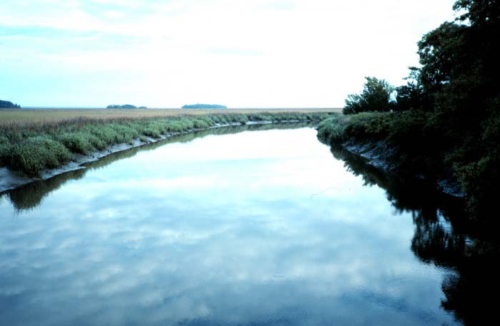 Feeder Stream — The Living River