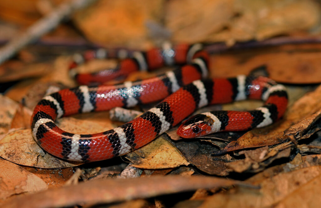 Snake Island vipers: predator or prey? - UGA Today