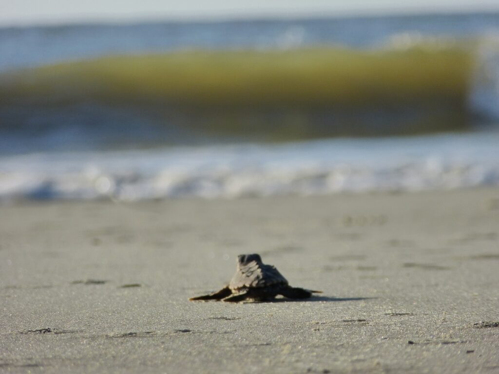 Sea Turtle