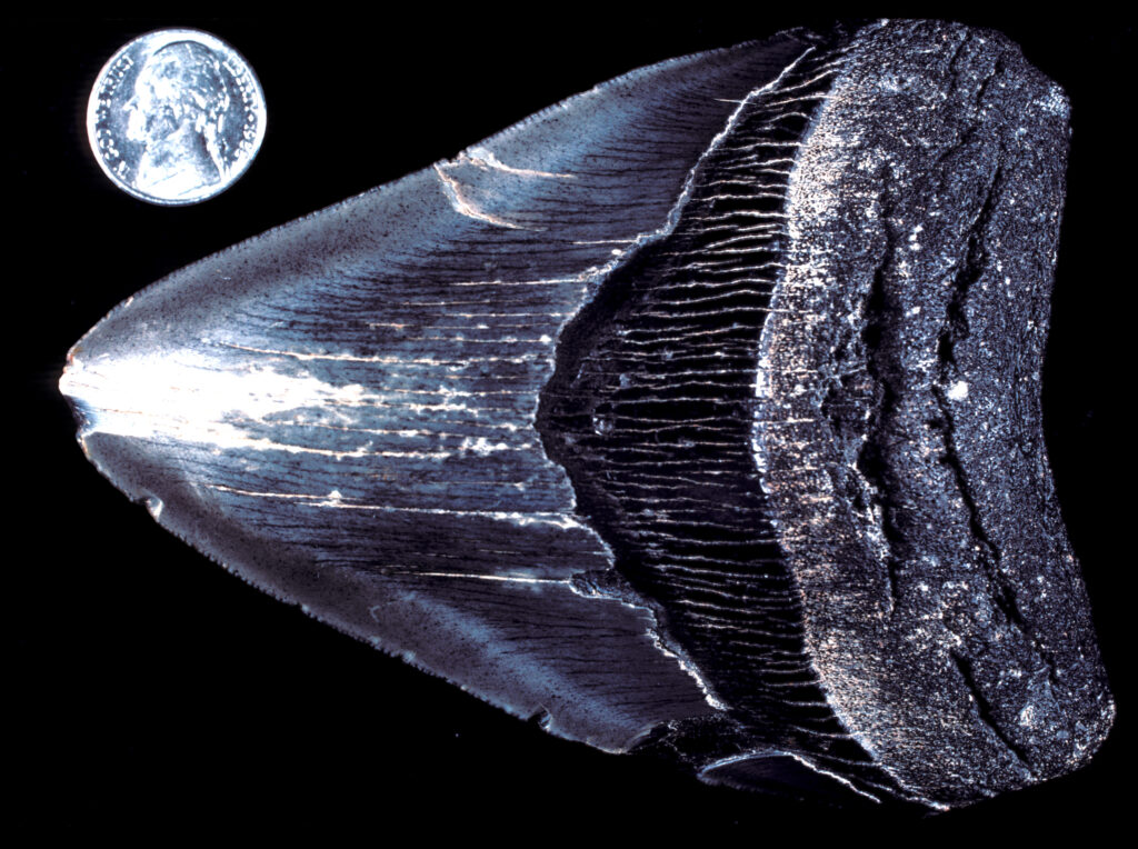 State Fossil