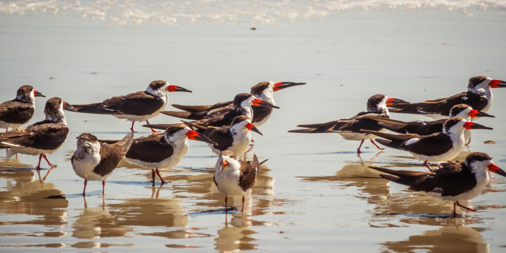 Skimmers