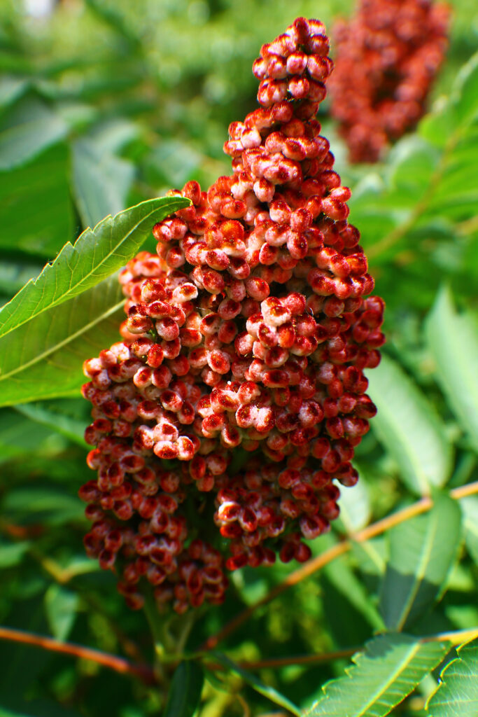 Smooth Sumac