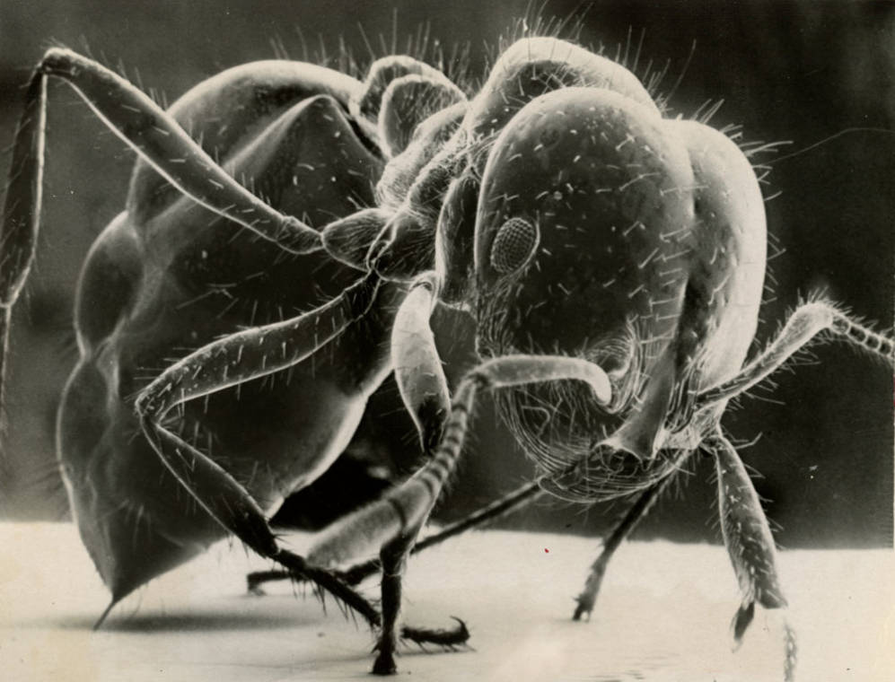 Fire Ant