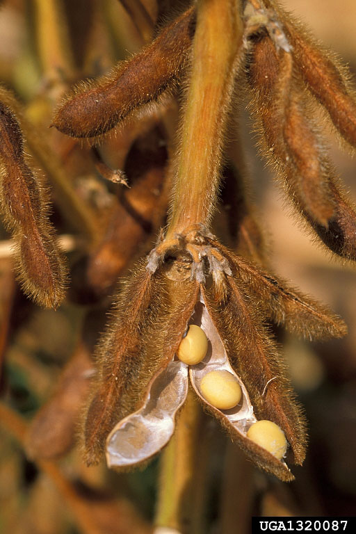Soybeans