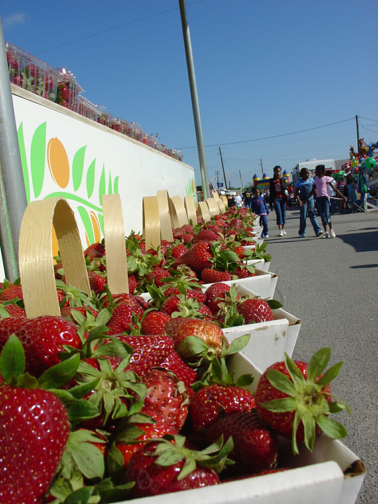 Strawberry Festival