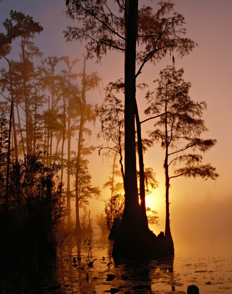 Swamp Habitat