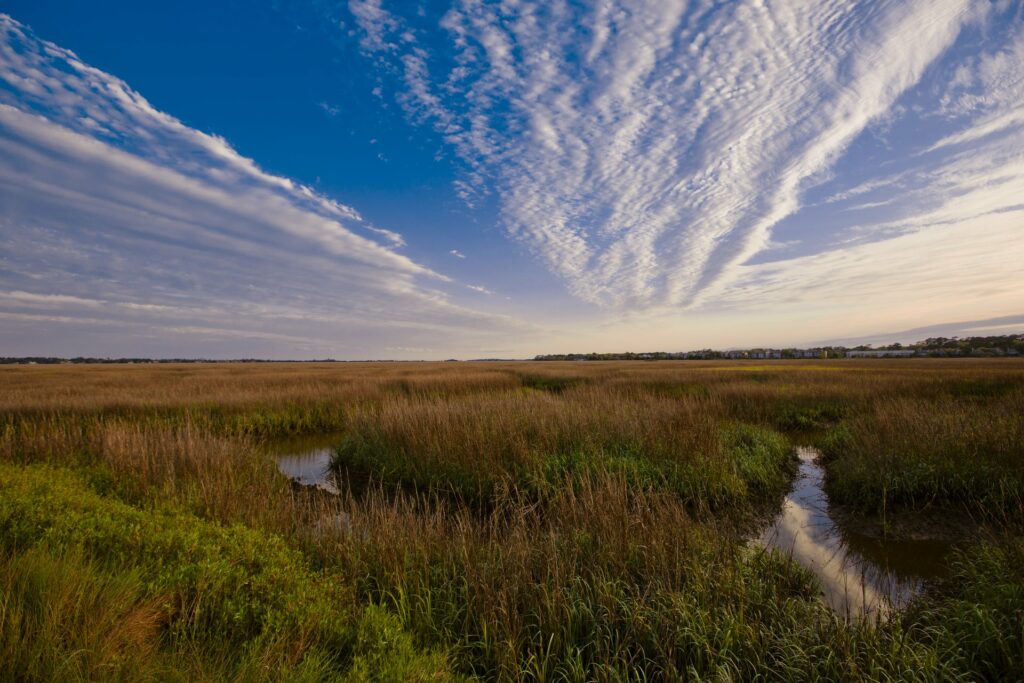 Tidal Marsh