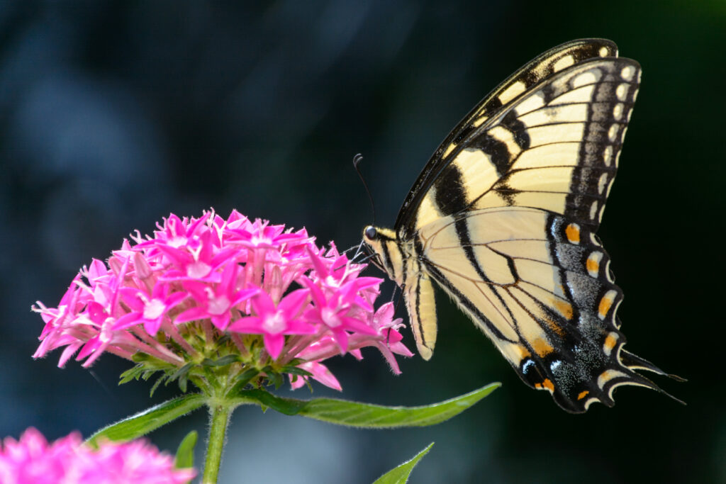 Tiger Swallowtail