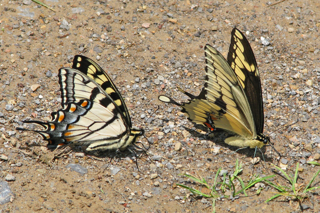 Tiger Swallowtails