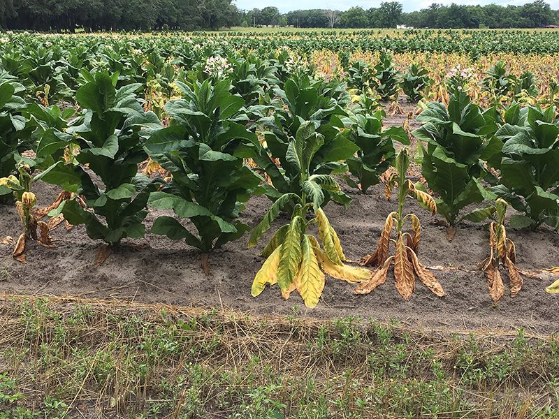 Tobacco