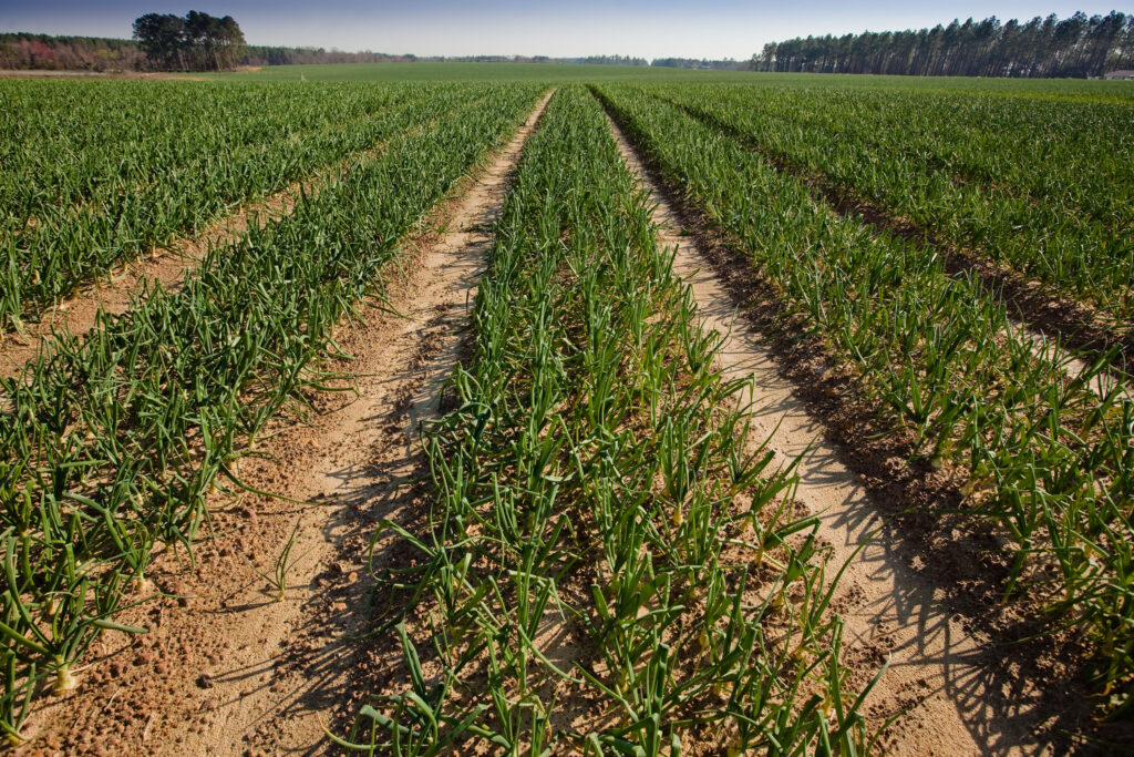 Toombs County Farming