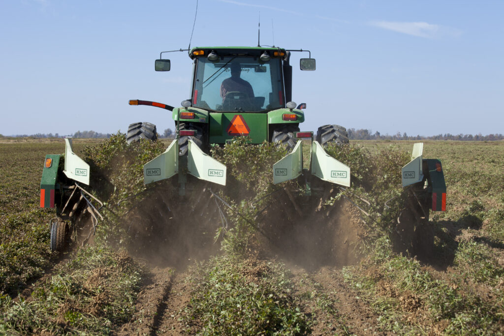 Peanut Harvest