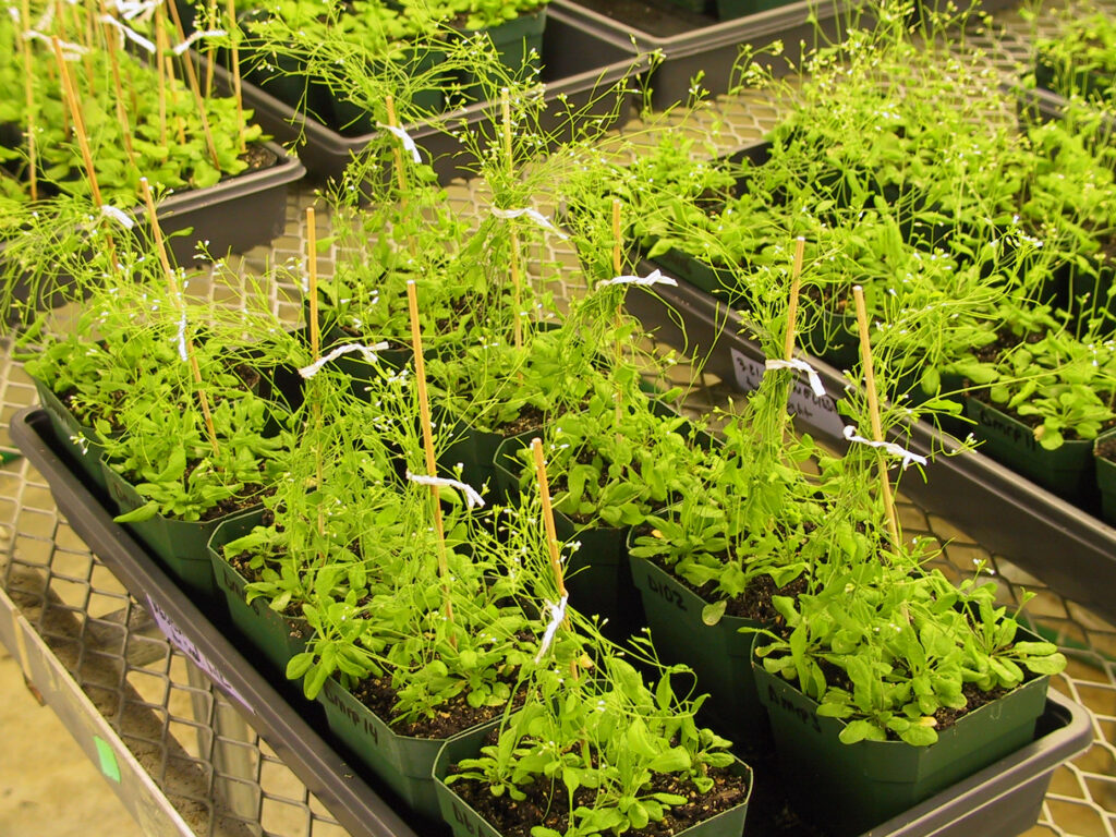 Transgenic Arabidopsis Plants