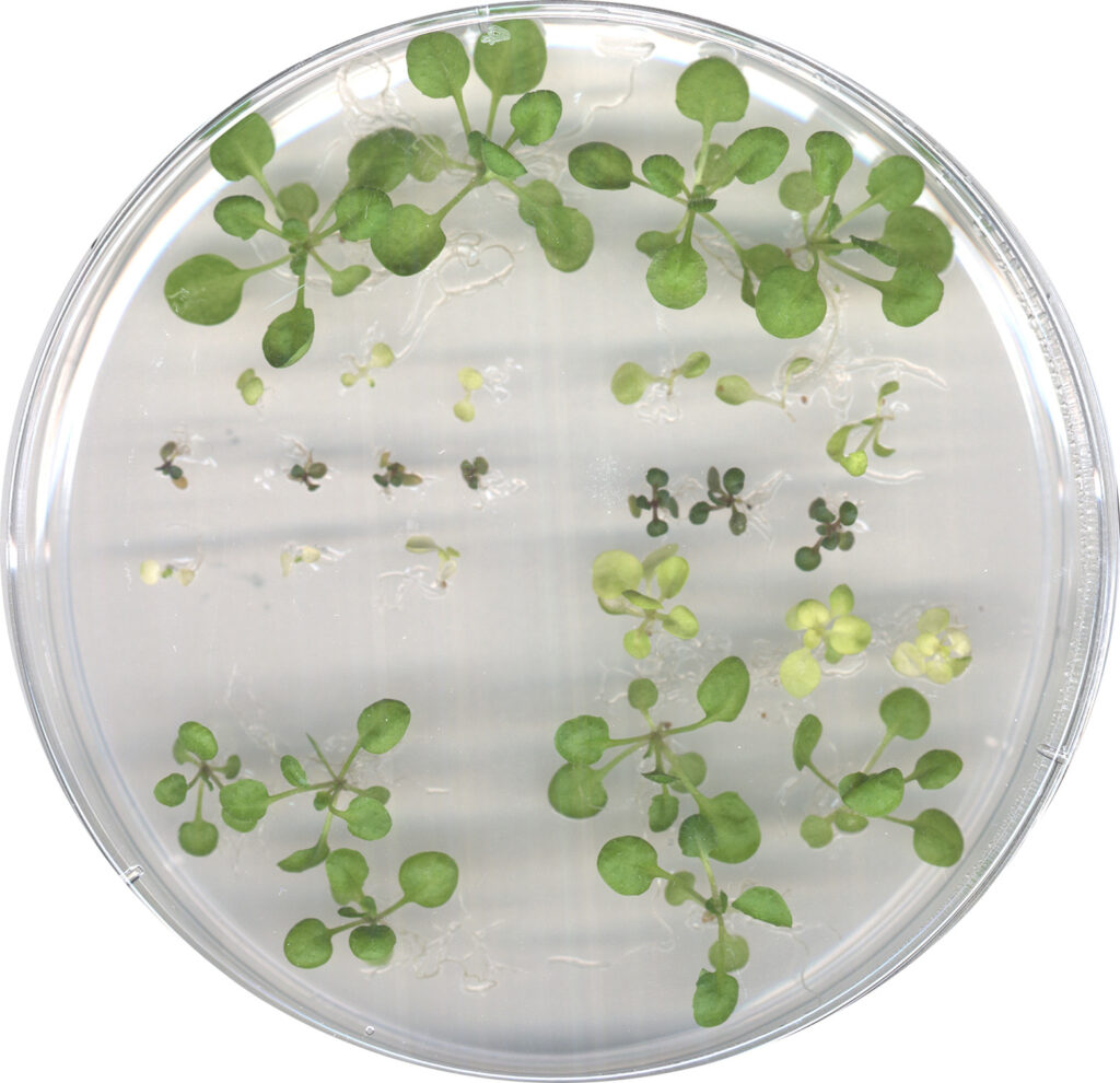 Transgenic Arabidopsis Seedlings