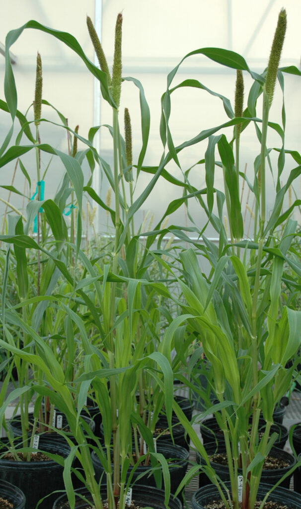 Transgenic Pearl Millet Plants